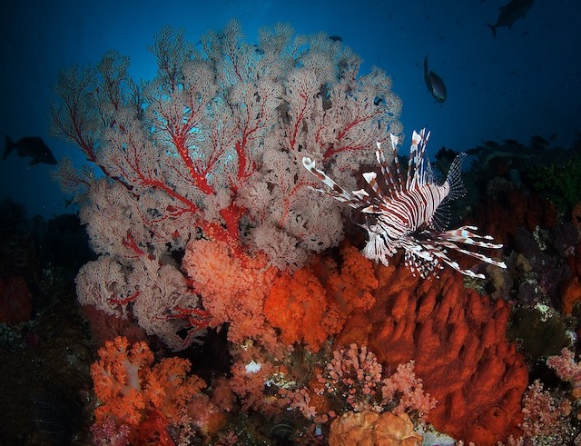 Immagini da: Siladen Island