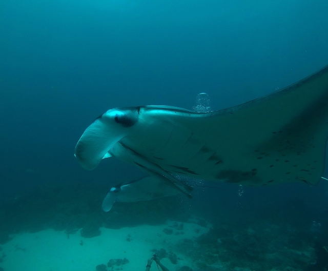 Immagini da: Crociera alle Maldive