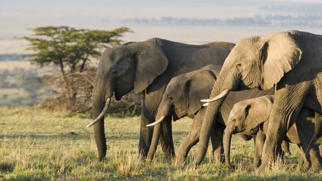 Immagini da: Mozambico e Kruger National park