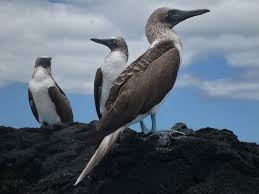 Immagini da: Crociere Galapagos