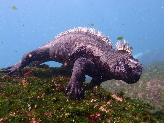 Immagini da: Crociere Galapagos