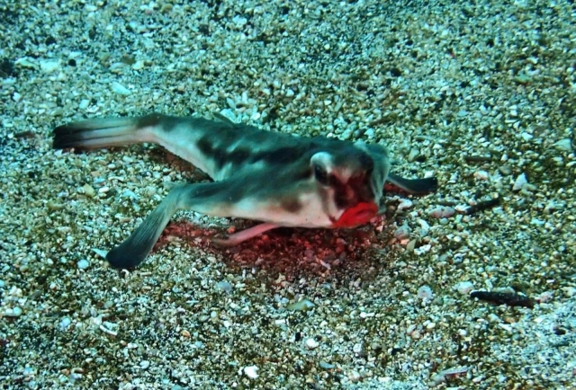 Immagini da: Crociere Galapagos