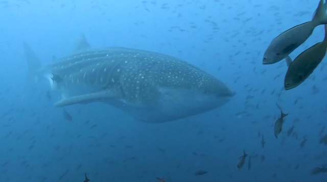 Immagini da: Crociere Galapagos