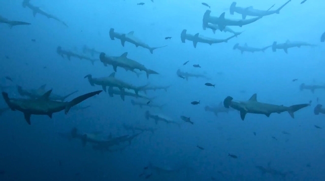 Immagini da: Crociere Galapagos