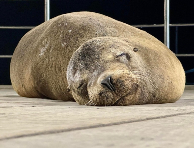 Immagini da: Crociere Galapagos