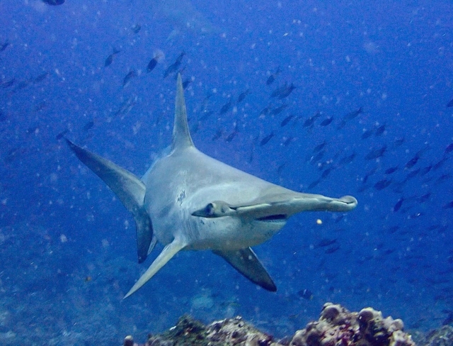 Immagini da: Crociere Galapagos