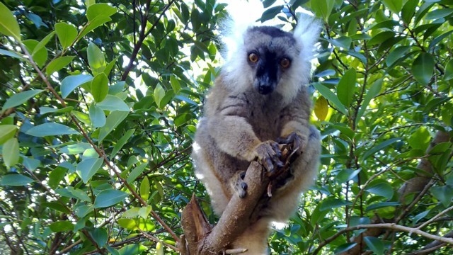 Immagini da: Madagascar